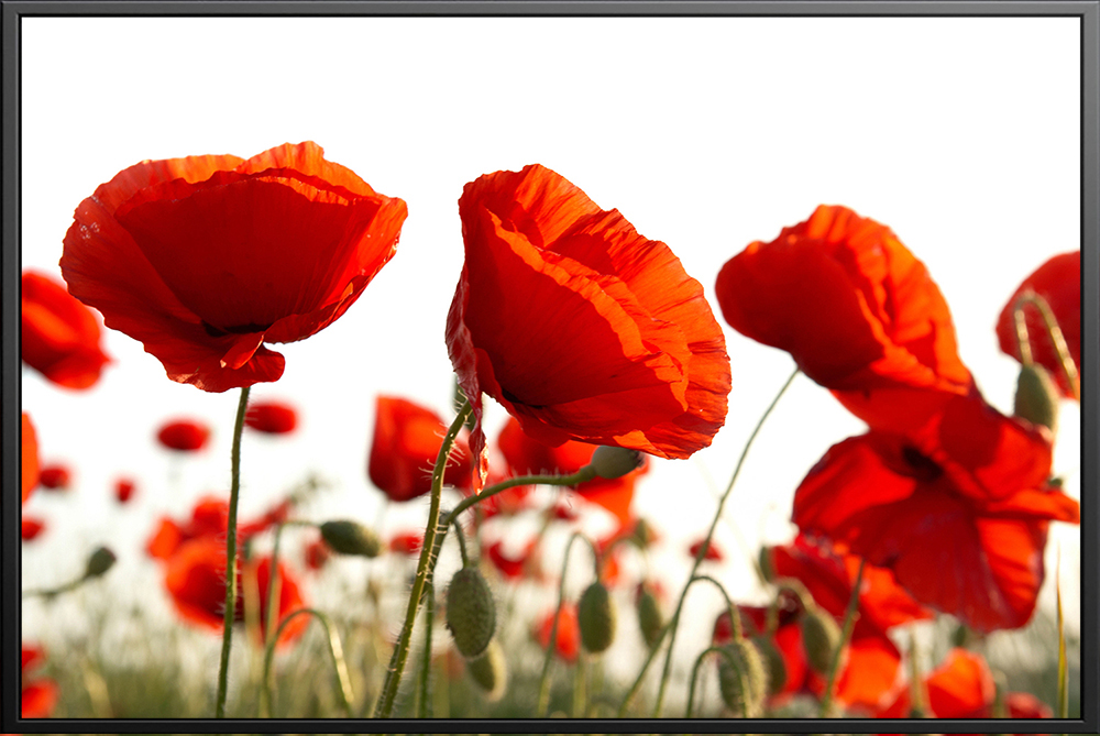 Tranh hoa - 001 (A5)